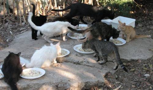 A Washington arriva il censimento felino I gatti saranno spiati dal «Grande Fratello»