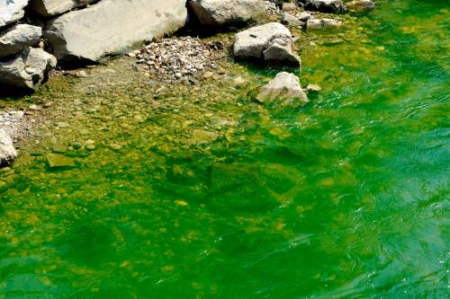 Il Lambro si colora di verde