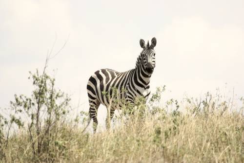 Avvistata in Kenya una zebra... a pois