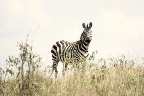 Zoo dipinge degli asini per spacciarli come zebre