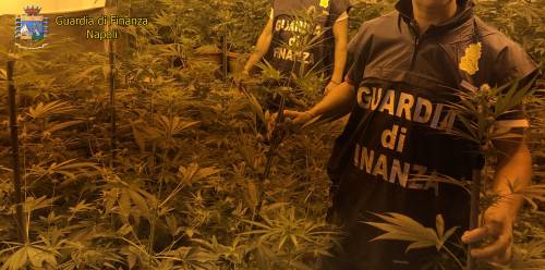 Blitz della Finanza: sequestrate 85 piante di marijuana