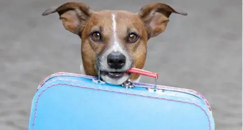 Il cane sta male in vacanza: per le cure torna a Mosca su jet privato