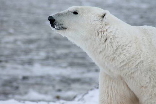 Attacca la scorta dei turisti: orso polare ucciso sulle Svalbard