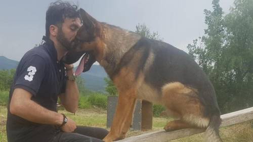 È stato ucciso Kaos, il cane eroe del sisma di Amatrice