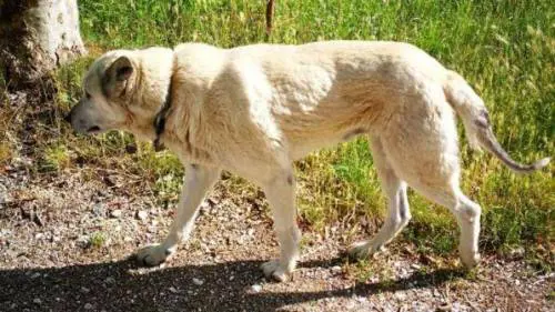 Appello al premier Conte per Nocciolino: "Non può essere rinchiuso in un canile"
