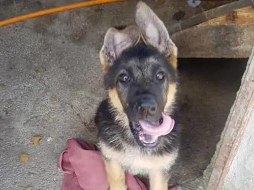 Sulle orme del papà eroe Ora sarà la cucciola Kora a salvare altre vite umane