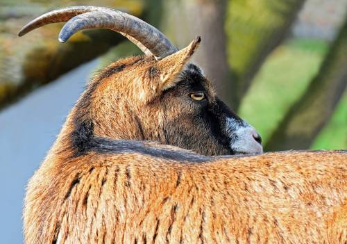 In otto violentano una capra incinta: morto l’animale
