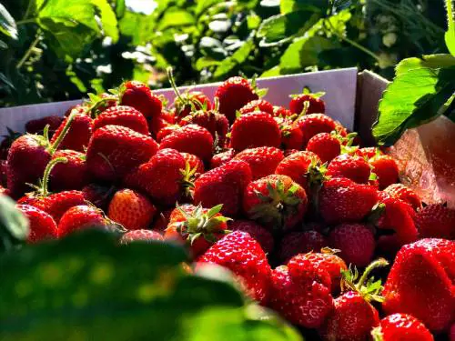 Dieta, gli alimenti che fanno bene alla pelle in estate