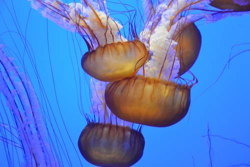 Anche le meduse mangiano la plastica: a rischio la catena alimentare