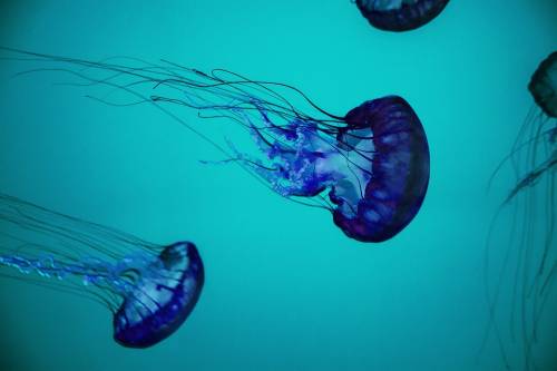 Viene punta da medusa: bimba italiana muore in vacanze alle Filippine