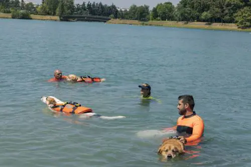 Idroscalo da 10 anni quartier generale  dei cani "supereroi"