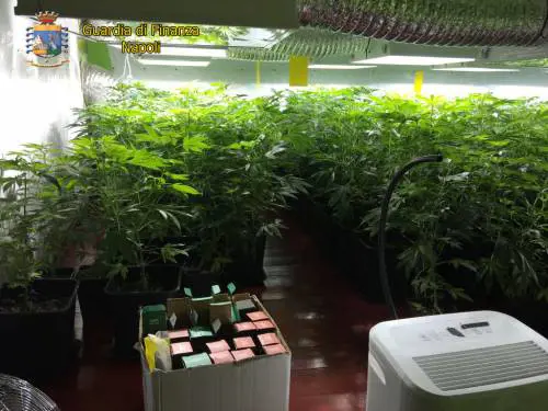 Serra di marijuana nel seminterrato, un arresto