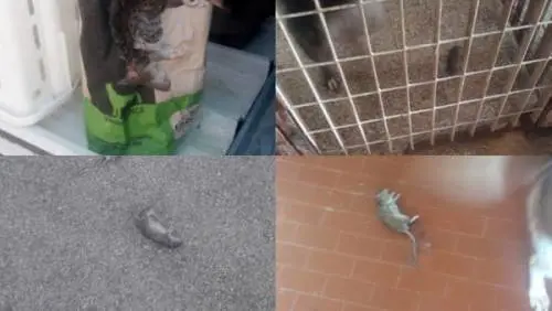 Manfredonia, nel canile il sospetto che ci siano più topi che cani