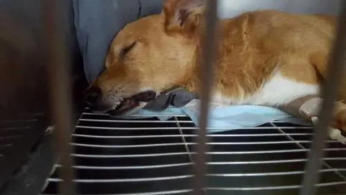 Lucky, morto di dolore. Era imprigionato per il reato di "abbaio"