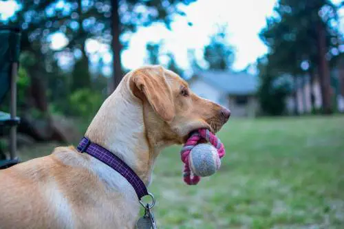 Il cane del vicino abbaia? Accoltellato il padrone