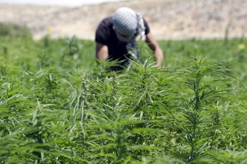 Libano, quel villaggio  che vive sulla cannabis