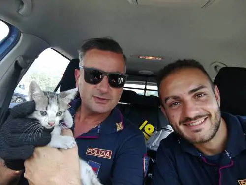 Polstrada salva gattino intrappolato nel motore: chi vuole adottarlo?