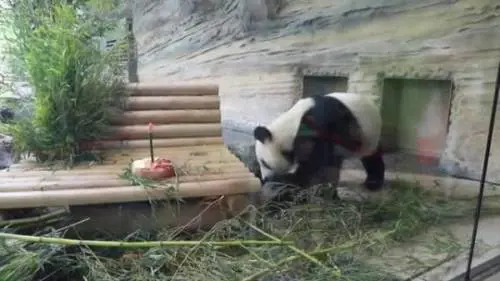 Torta di bambù per festeggiare il Panda