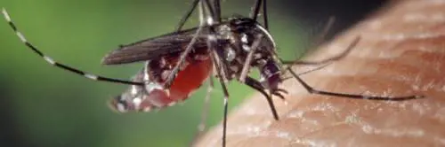 Febbre del Nilo, triplicati i casi: a Nuoro zanzare positive al virus