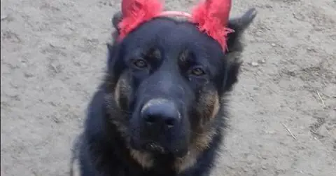 Brescia, ucciso a bastonate il cane-mascotte dei bimbi