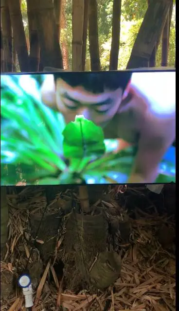 Palermo, nell'orto botanico video di sesso con le piante: è polemica