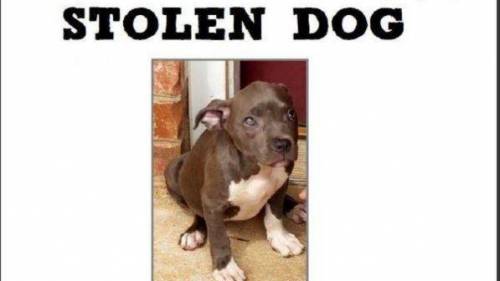 Usa, rubato cagnolino di bimba di 5 anni malata di cancro