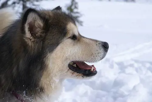 Il cane diventa aggressivo. Il sindaco: "La proprietaria seguirà un corso"