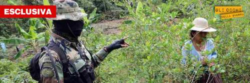 Bolivia, le piantagioni di coca che preoccupano l'America