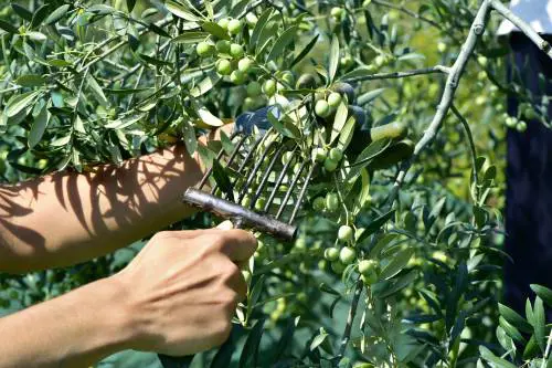 Forza Italia propone di istituire un ministero del "made in Italy"