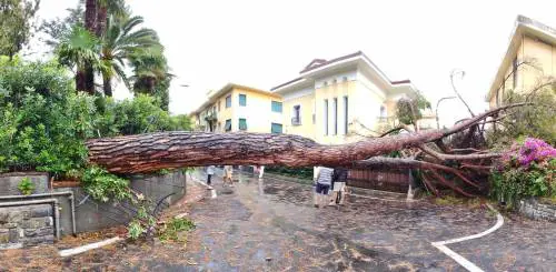 Si spezza un pino sulla strada: tragedia sfiorata a Bordighera