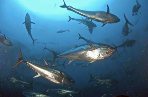 Metaponto: multa di duemila euro per aver pescato tonno rosso