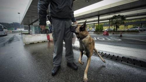 Cani antidroga in azione: ingenti sequestri ai confini 