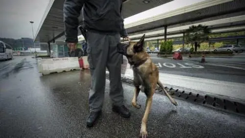 Jecky e Johnny, i cani dal fiuto infallibile: scoperti 120 kg di droga