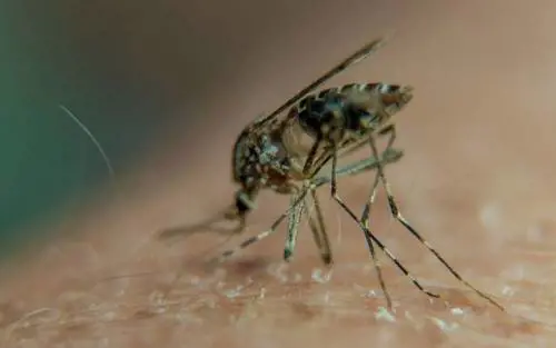 Zanzare a Natale, è allarme per quella coreana: resiste alle basse temperature