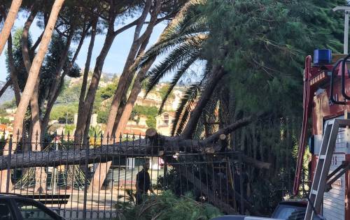 Pino crolla ai giardini di Ventimiglia: tragedia sfiorata