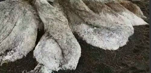 L'enorme "creatura" in spiaggia: "Nessuno sa cosa possa essere"