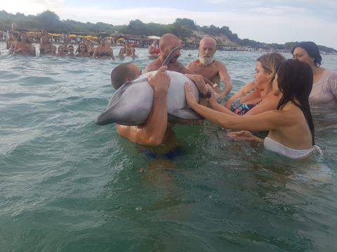 Delfino ferito su spiaggia pugliese, i bagnanti lo tengono in braccio