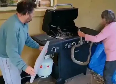 Ci sono due pitoni nel barbecue, ma senza paura la nonnina li afferra a mani nude