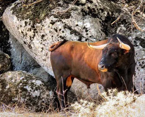 Tragedia a Pisa, agricoltore viene ucciso dal suo toro