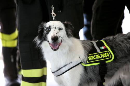 Buddy e Lexie, premiati i due cani eroi