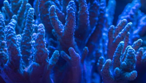 Particolare della barriera corallina