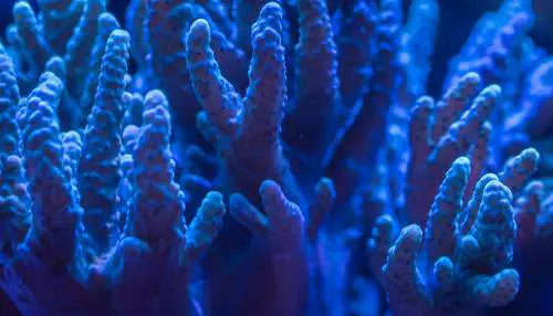 Particolare della barriera corallina