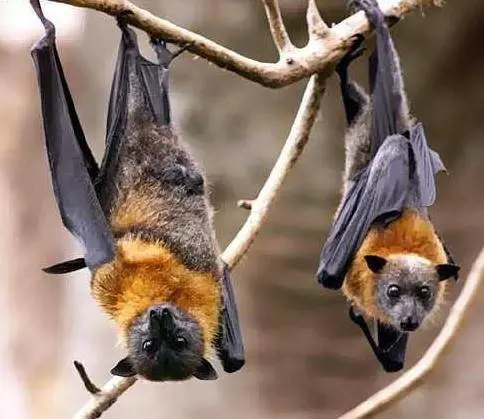 Quindicimila virus nuovi: cosa ci aspetta nei prossimi 5 anni