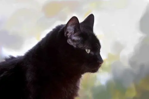 Gatto nero batte suora 1-0. Entrambi illesi