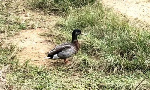 Trevor, l'anatra solitaria adottata da un'intera isola