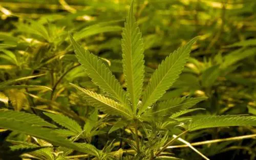 Catania, in un'azienda agricola scovata droga per 10 milioni di euro