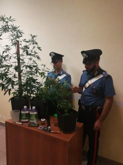 Quella coppia che coltivava marijuana nella mini serra di casa