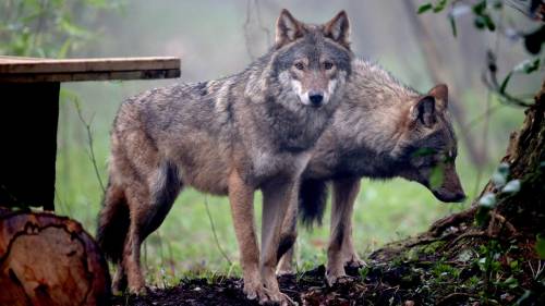 Rimini, due fratelli sparano a forestali scambiandoli per lupi