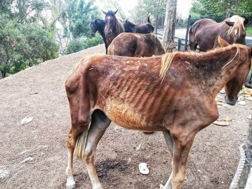 Roma, cavalli malnutriti: denunciato il proprietario dell'allevamento degli orrori
