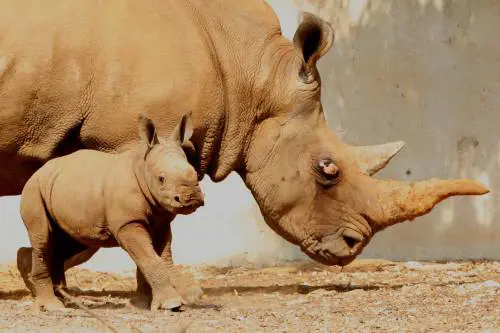 Rinoceronti allo zoo di Tel Aviv